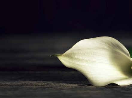 Adobe Stock 369961210