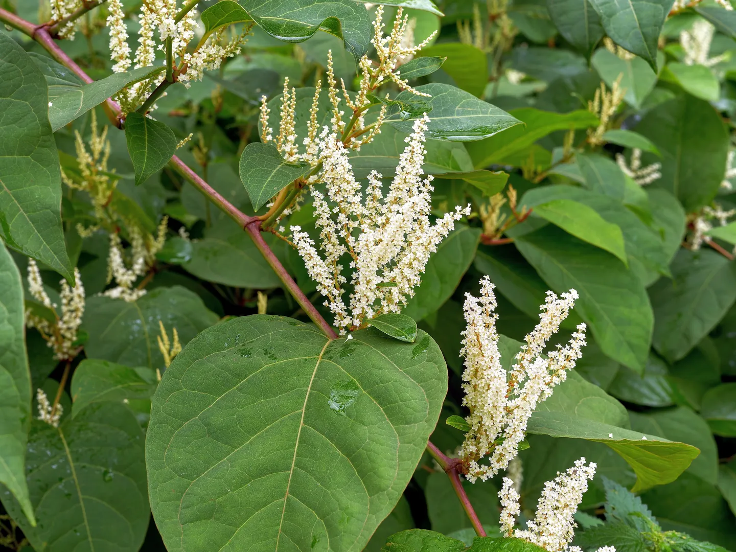 espèces exotiques envahissantes Renouée du Japon