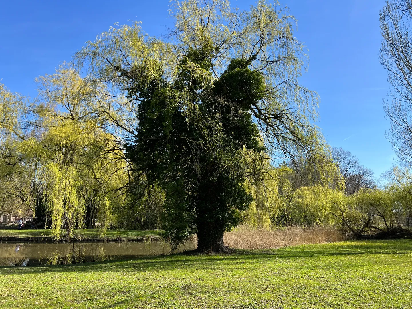 Bomen op je bedrijventerrein of in je tuin