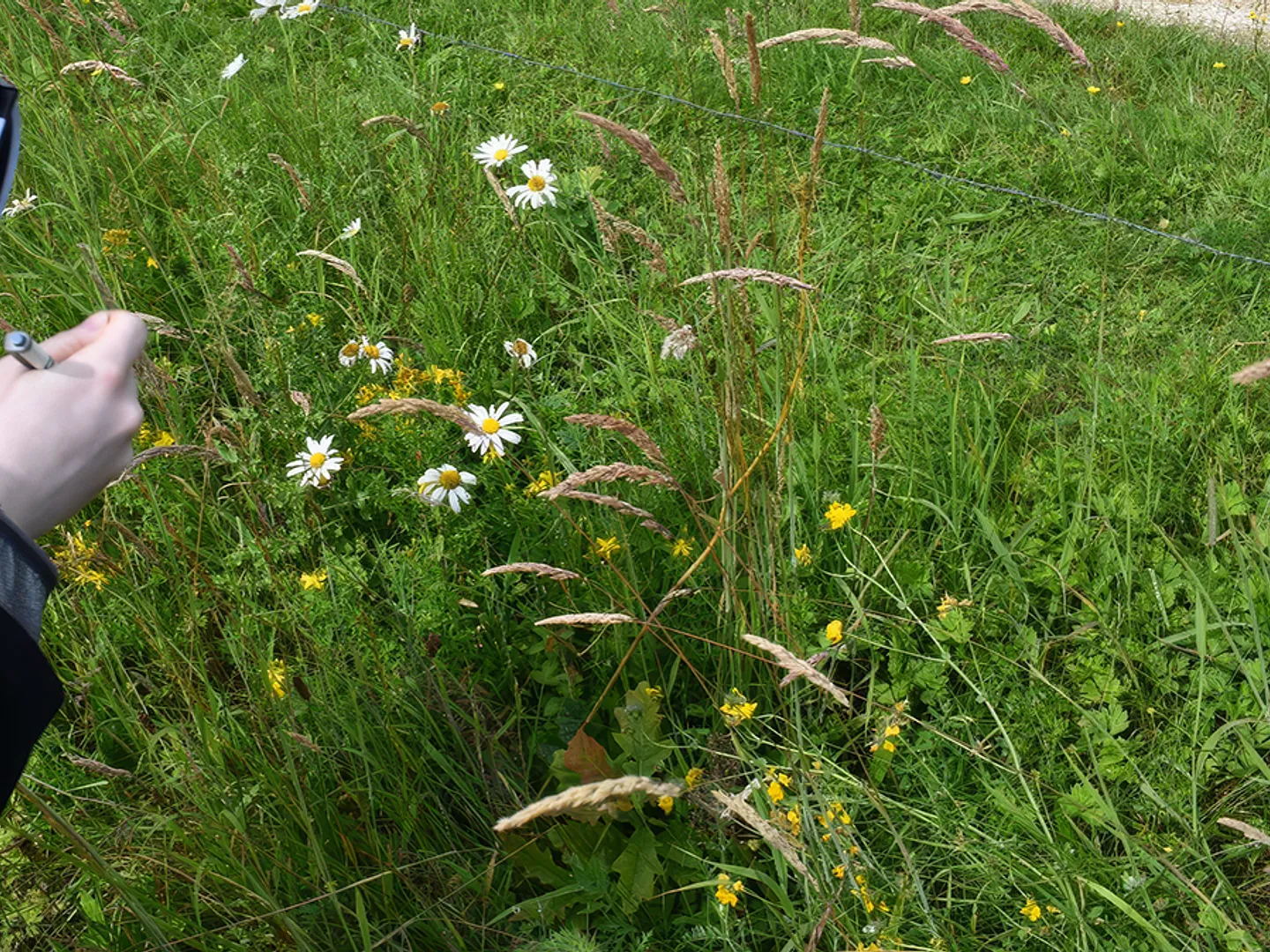 Waarom is een flora- en faunaonderzoek essentieel voor je project?
