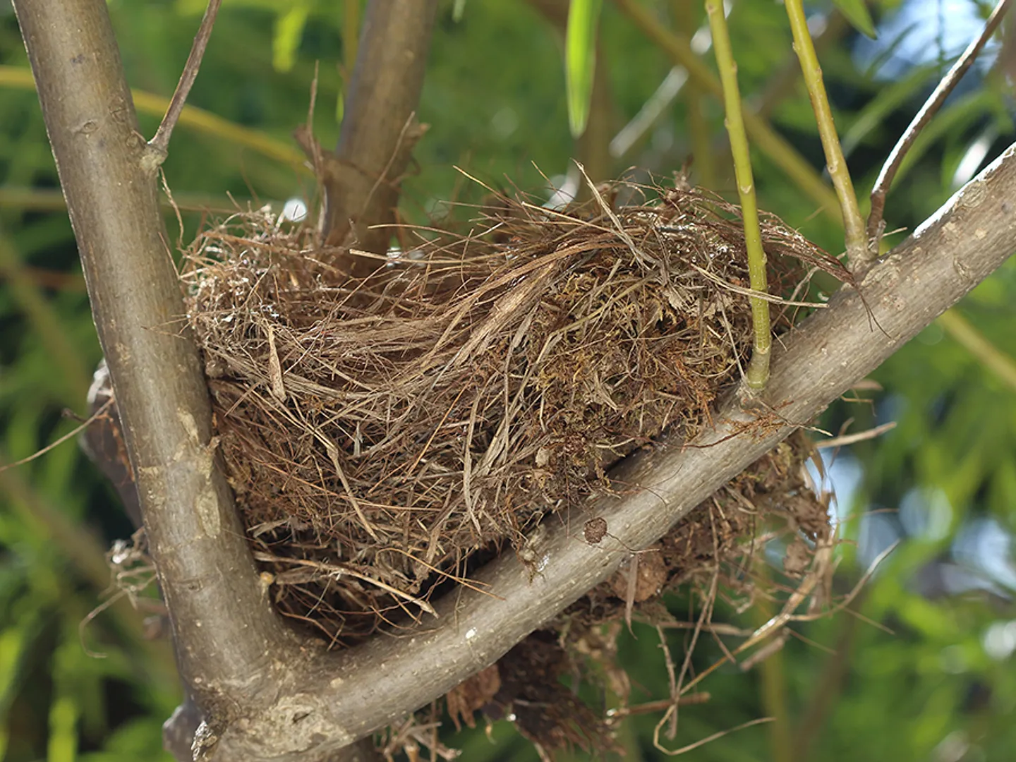 Saison de nidification